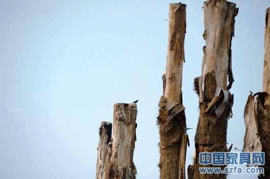 紫薇樹(shù)皮已干枯脫落。記者王從啟/攝src="http://m.zhitui5.com/file/upload/201207/18/14-00-48-68-1.jpg"