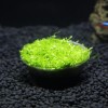 好的吳氏水草廣州吳氏水草供應(yīng)，哪里有造景水草