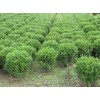【薦！】【天津黃楊球批發(fā)】【山西黃楊球基地】【濰坊黃楊球價格】~青州光輝苗木